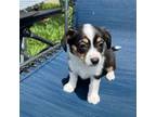 Pembroke Welsh Corgi Puppy for sale in Plant City, FL, USA
