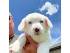 Pembroke Welsh Corgi Puppy for sale in Plant City, FL, USA