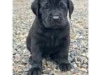 Great Dane Puppy for sale in Trout Lake, WA, USA