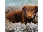 Miniature Australian Shepherd Puppy for sale in Windsor, CO, USA
