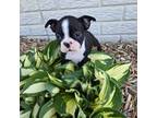 Boston Terrier Puppy for sale in Holstein, IA, USA