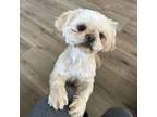 Shih Tzu Puppy for sale in Yakima, WA, USA