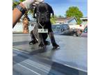 Cane Corso Puppy for sale in Pittsburg, CA, USA