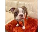 Boston Terrier Puppy for sale in Olalla, WA, USA