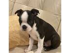 Boston Terrier Puppy for sale in Olalla, WA, USA