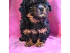 Poodle (Toy) Puppy for sale in Munford, AL, USA