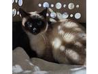 Batcat Siamese Adult Female