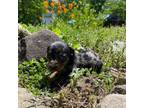 Dachshund Puppy for sale in Chatsworth, GA, USA