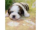 Lhasa Apso Puppy for sale in Madison, SD, USA