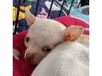 Chihuahua Puppy for sale in Fair Play, SC, USA