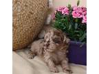 Shih-Poo Puppy for sale in Delphos, OH, USA