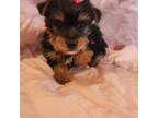Yorkshire Terrier Puppy for sale in Georgetown, TN, USA