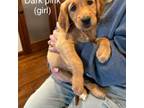 Golden Retriever Puppy for sale in Neligh, NE, USA