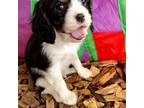 Cavalier King Charles Spaniel Puppy for sale in Lebanon, OR, USA