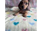 Dachshund Puppy for sale in Hudson, NC, USA