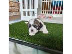 Shih Tzu Puppy for sale in North Webster, IN, USA