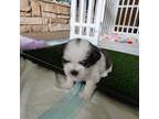 Shih Tzu Puppy for sale in North Webster, IN, USA
