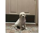 Goldendoodle Puppy for sale in Debary, FL, USA