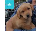 Labrador Retriever Puppy for sale in Ferndale, WA, USA