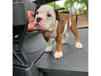 Olde English Bulldogge Puppy for sale in Woodstock, GA, USA