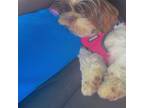 Shih Tzu Puppy for sale in Orlando, FL, USA