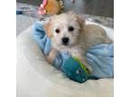 Maltipoo Puppy for sale in Salem, NH, USA