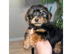 Mutt Puppy for sale in Dinwiddie, VA, USA