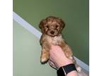 Mutt Puppy for sale in Dinwiddie, VA, USA