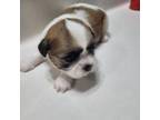 Shih Tzu Puppy for sale in Palm Bay, FL, USA
