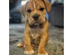 Olde English Bulldogge Puppy for sale in Orefield, PA, USA