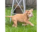 Olde English Bulldogge Puppy for sale in Orefield, PA, USA