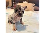 French Bulldog Puppy for sale in Hardeeville, SC, USA