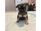 French Bulldog Puppy for sale in Hardeeville, SC, USA