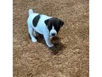 Parson Russell Terrier Puppy for sale in Princeton, MO, USA