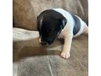 Parson Russell Terrier Puppy for sale in Princeton, MO, USA