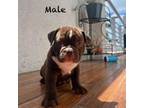 Mutt Puppy for sale in Hollywood, FL, USA