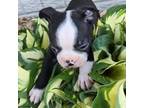 Boston Terrier Puppy for sale in Holstein, IA, USA