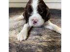 English Springer Spaniel Puppy for sale in Harwood, TX, USA