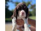 English Springer Spaniel Puppy for sale in Harwood, TX, USA