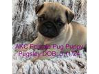 Pug Puppy for sale in Niles, MI, USA
