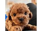 Poodle (Toy) Puppy for sale in New Concord, OH, USA