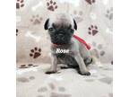 Pug Puppy for sale in Greenville, NC, USA