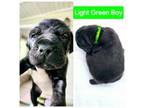 Light green collar male