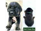 Dark green collar male