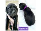 Cane Corso Puppy for sale in Alto, GA, USA