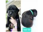 Cane Corso Puppy for sale in Alto, GA, USA