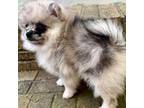 Pomeranian Puppy for sale in Eden, NC, USA
