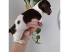 Dachshund Puppy for sale in Fair Play, SC, USA