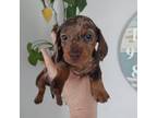 Dachshund Puppy for sale in Fair Play, SC, USA
