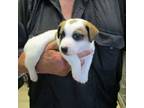 Parson Russell Terrier Puppy for sale in Prior Lake, MN, USA